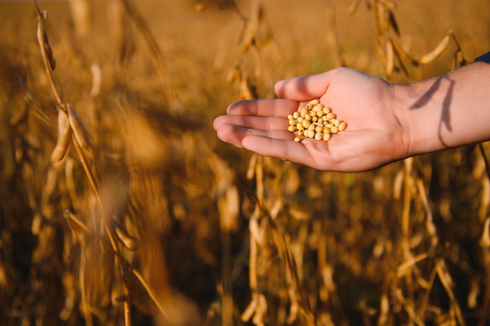 Close-up-of-farmer’s-hand-holding-ripe-soybean-pod-in-cultivated-field Close-up-of-farmer's-hand-holding-ripe-soybean-pod-in-cultivated-field