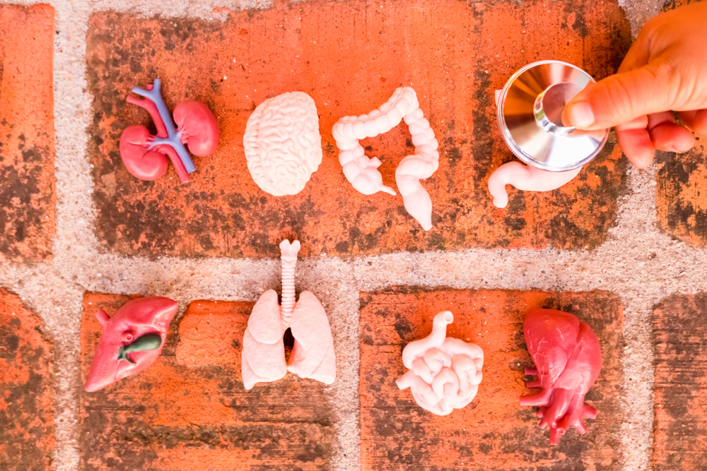 a hand places stethoscope on plastic miniature human organs gut brain axis concept