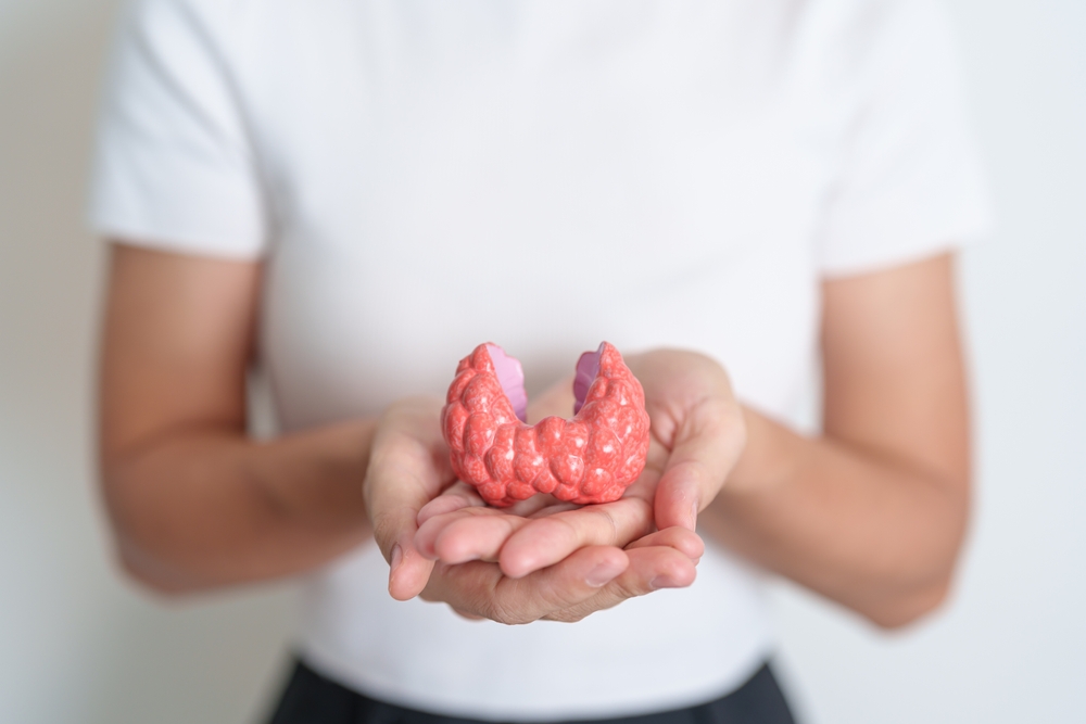 Woman holding human Thyroid anatomy model in her hands